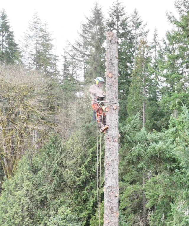 washington tree services
