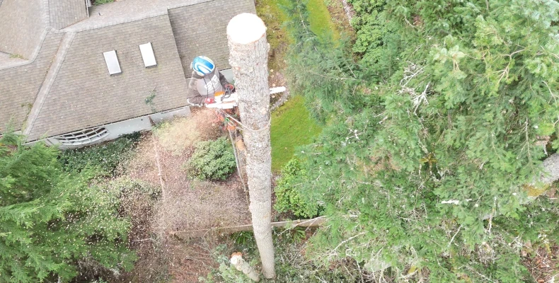 washington tree services