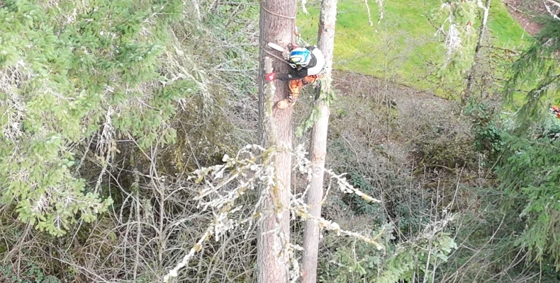 washington tree services